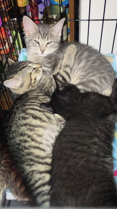 Midnight  Willow Grove thumbnail 3