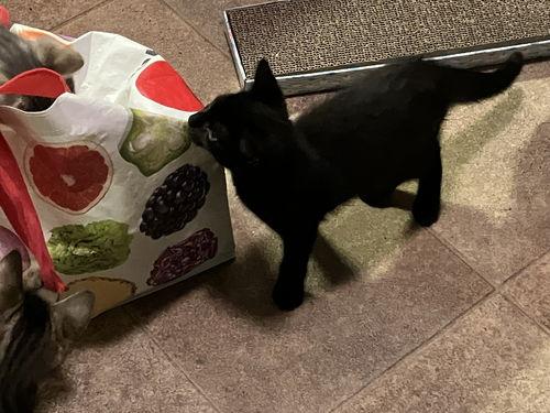 Midnight  Willow Grove thumbnail 4