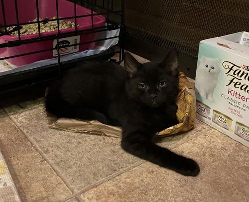 Midnight  Willow Grove photo 1