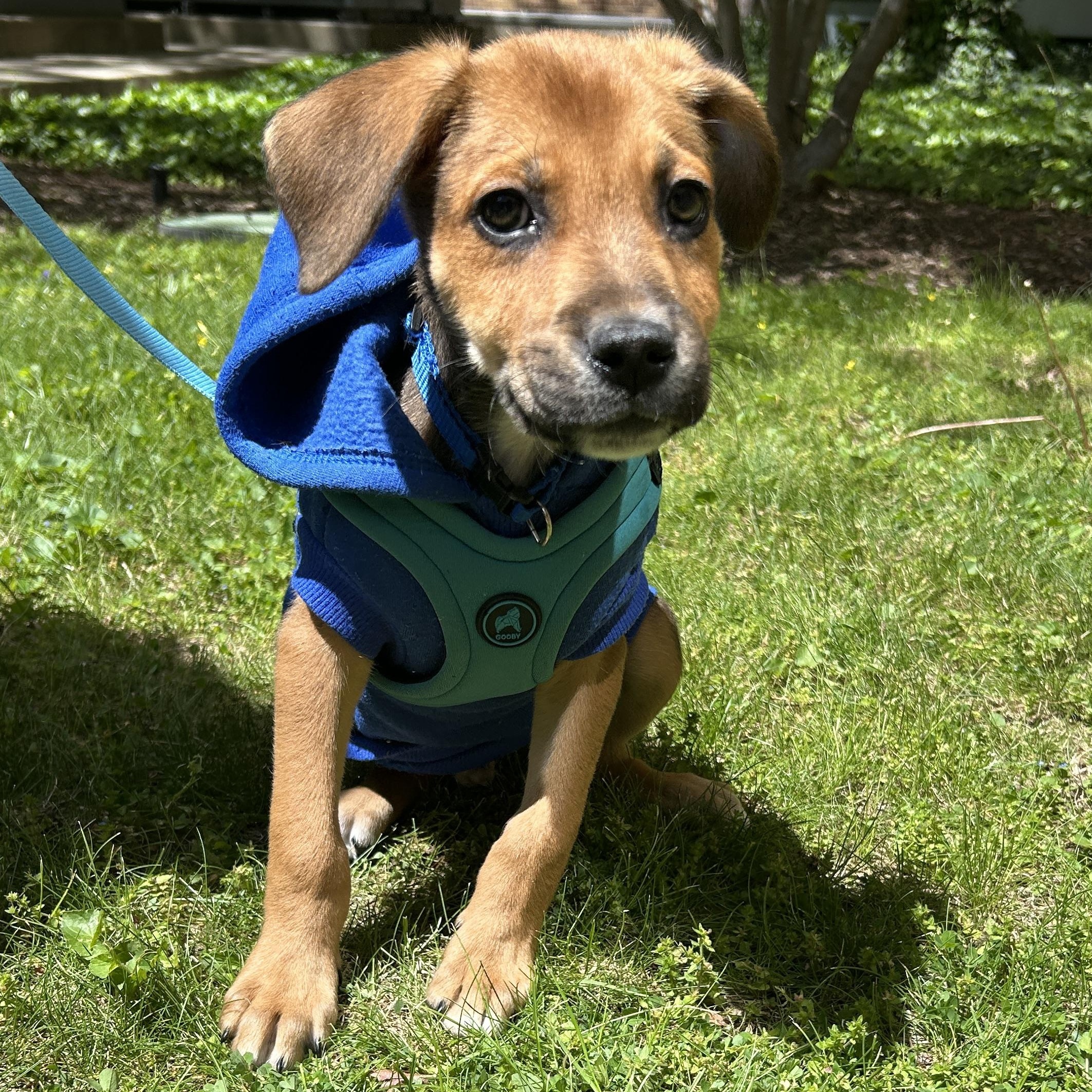Kevin, an adopted Mixed Breed in Detroit, MI image 1/2