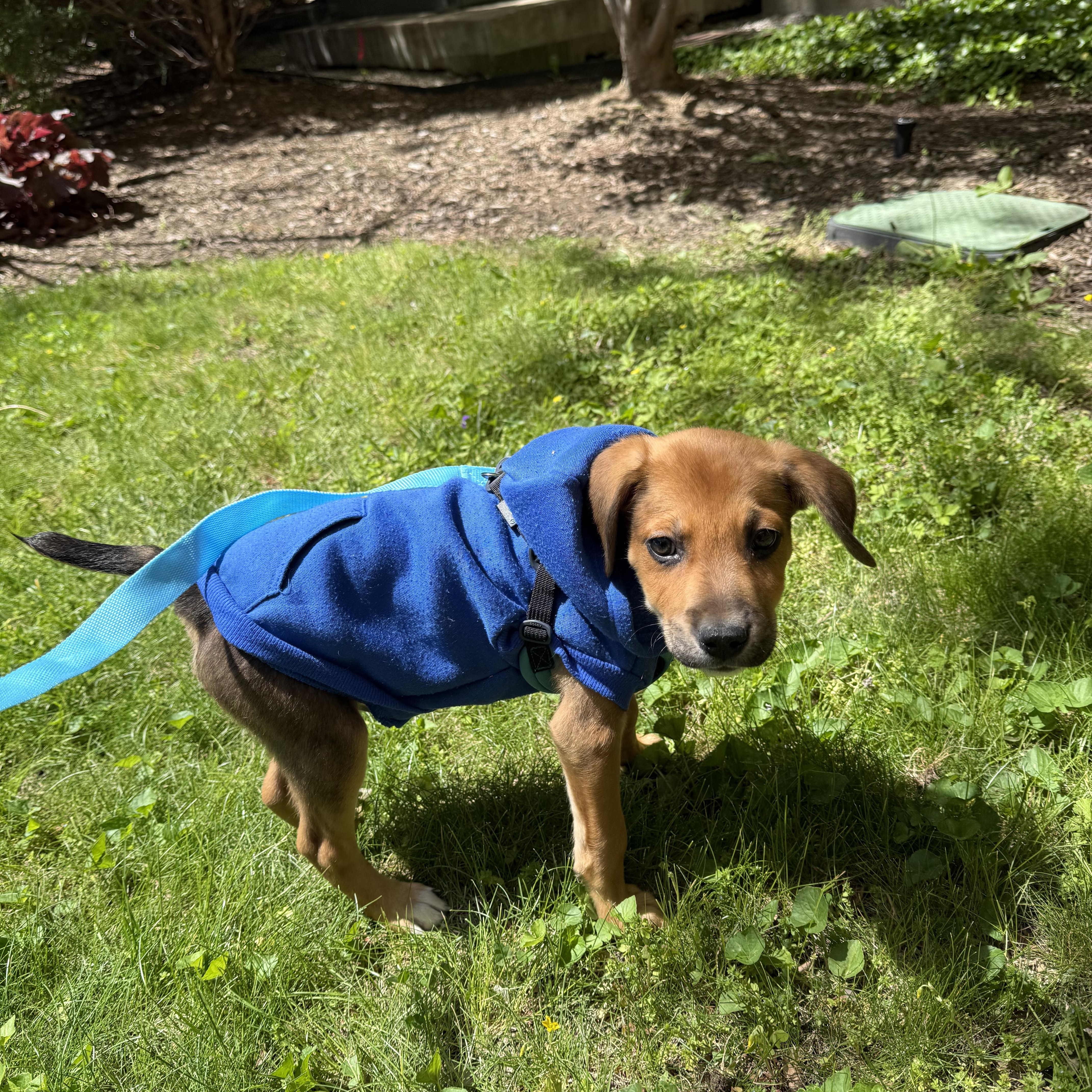 Kevin, an adopted Mixed Breed in Detroit, MI image 2/2