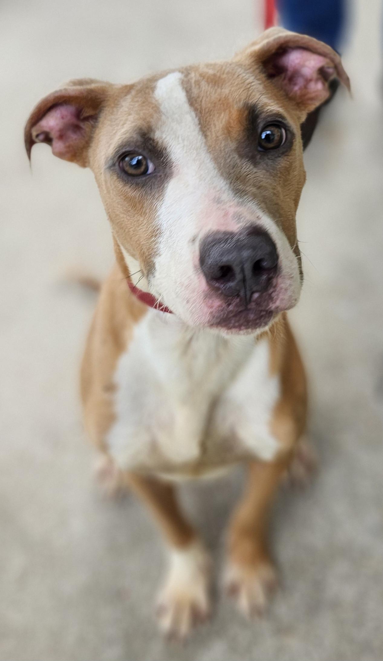 Enlarge PEDRO, a Adopted mixed breed in minden, LA image 1/1