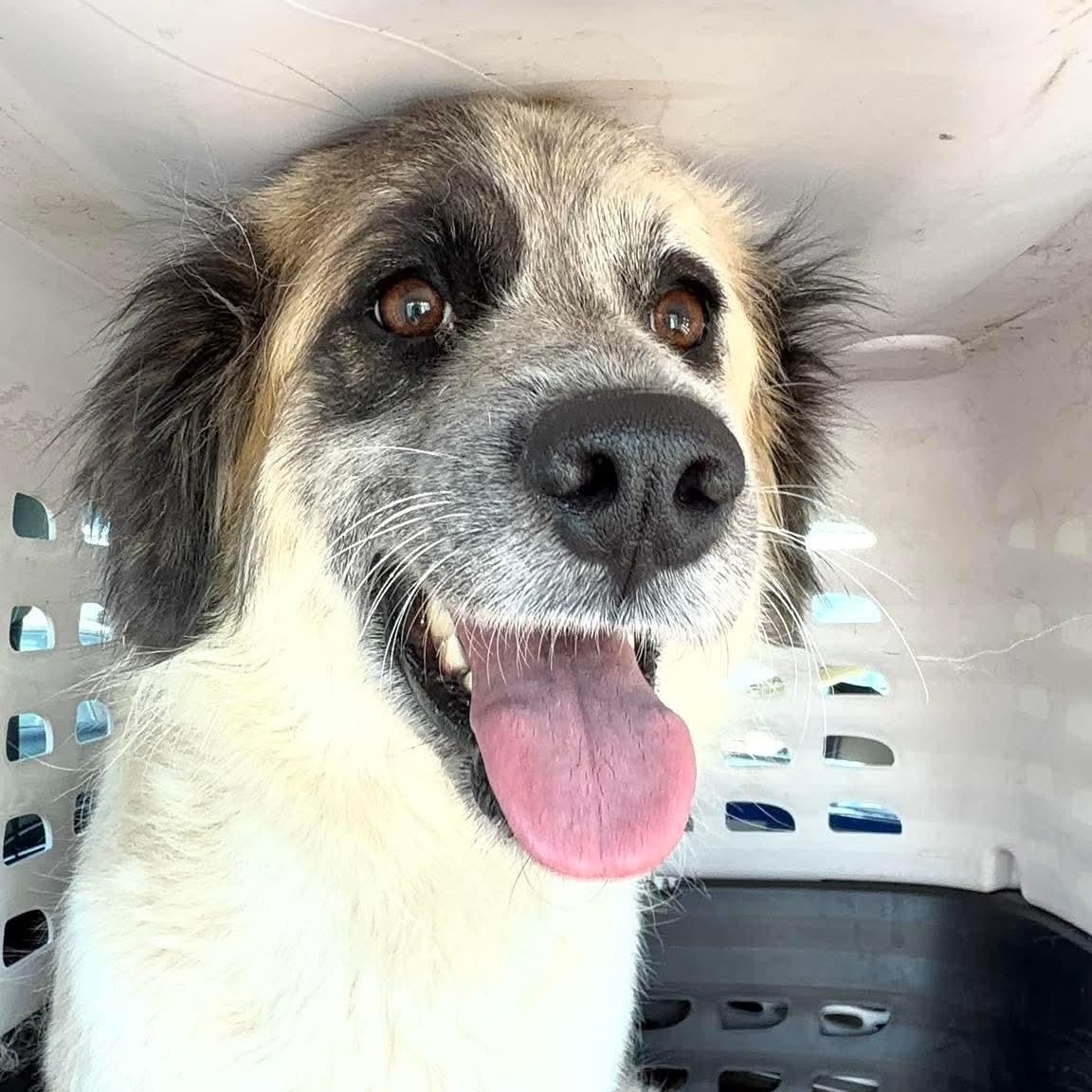 Liv, a ADOPTABLE mixed breed in Yaphank, NY image 2/2