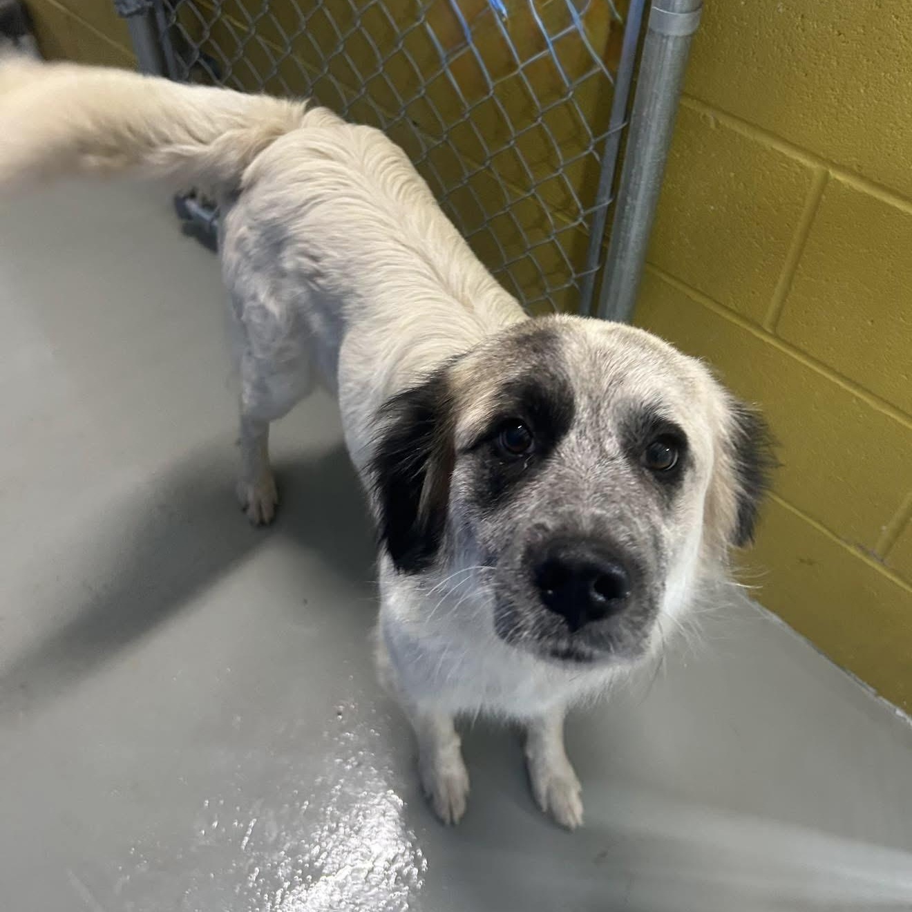 Liv, a ADOPTABLE mixed breed in Yaphank, NY image 1/2