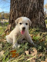 Pipin, Adoptable, Puppy Female Great Pyrenees.