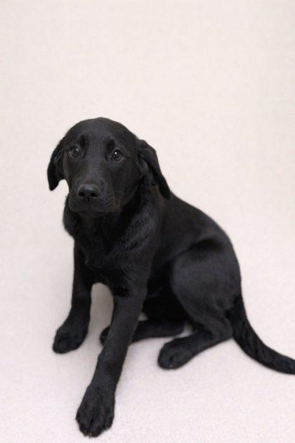 Willow, Adoptable, Puppy Female Labrador Retriever & Mixed Breed.