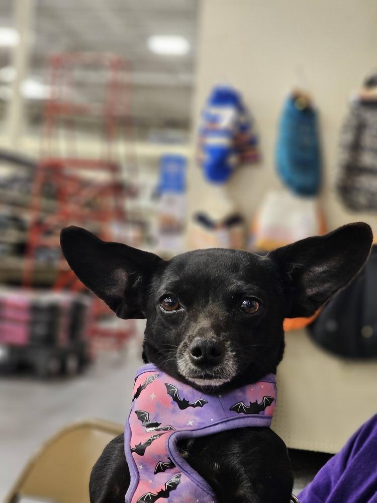 Lupe, Adoptable, Young Female Chihuahua.