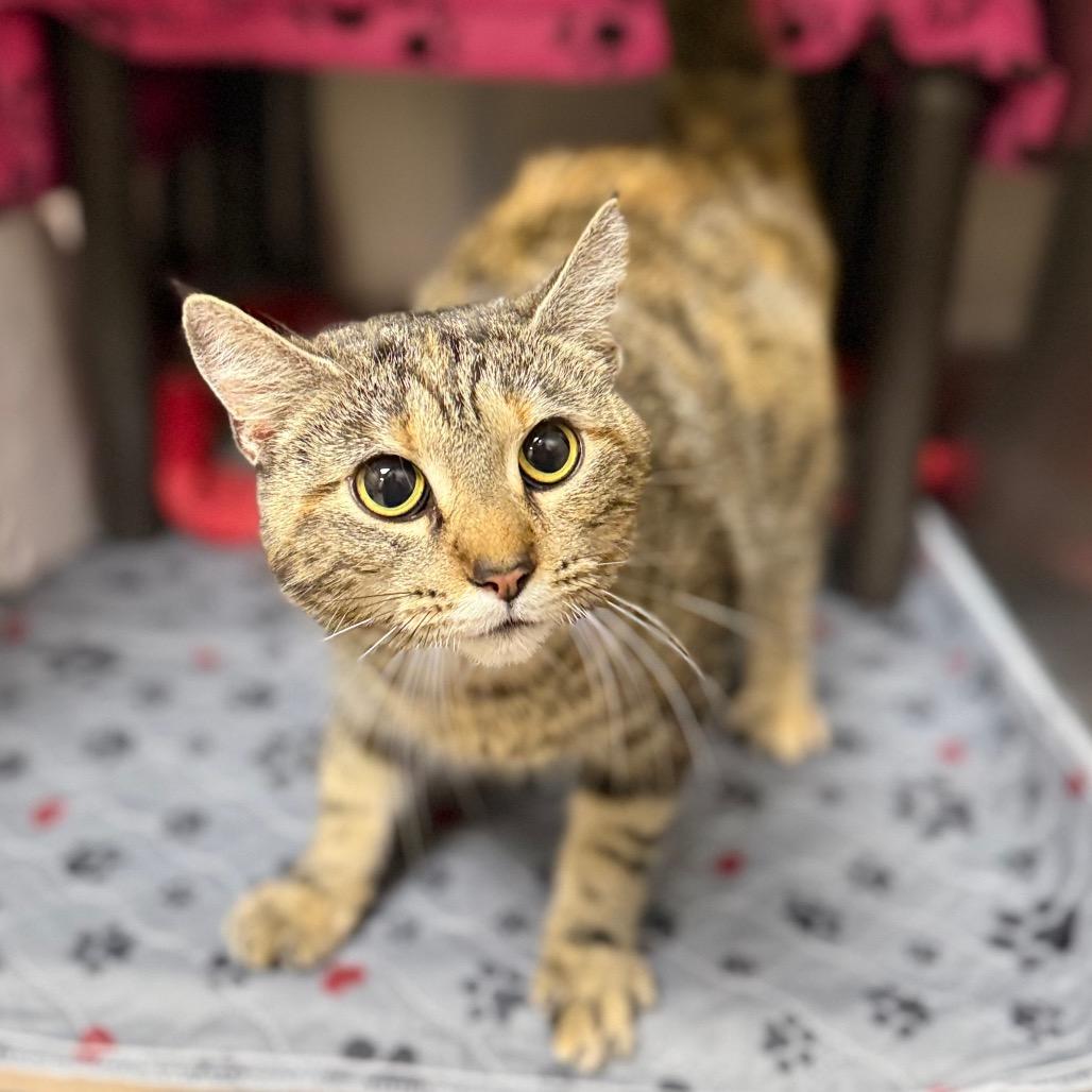 Bonnie, Adoptable, Adult Female Domestic Short Hair & Domestic Short Hair.