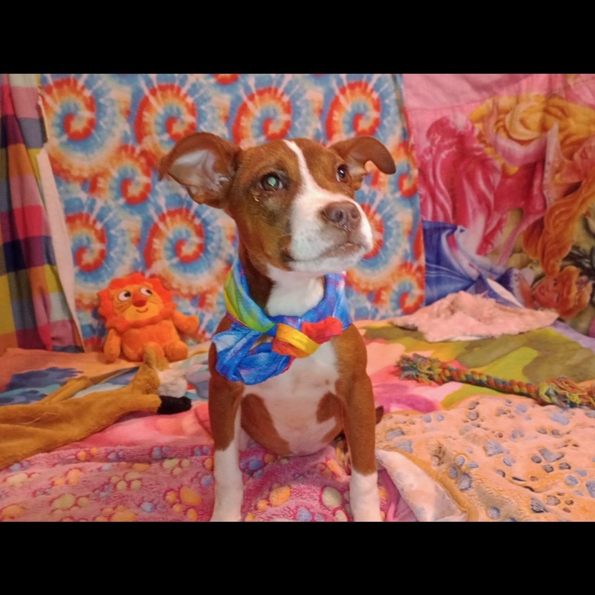 Enlarge bunny, a Adoptable mixed breed in Texarkana, TX image 1/3