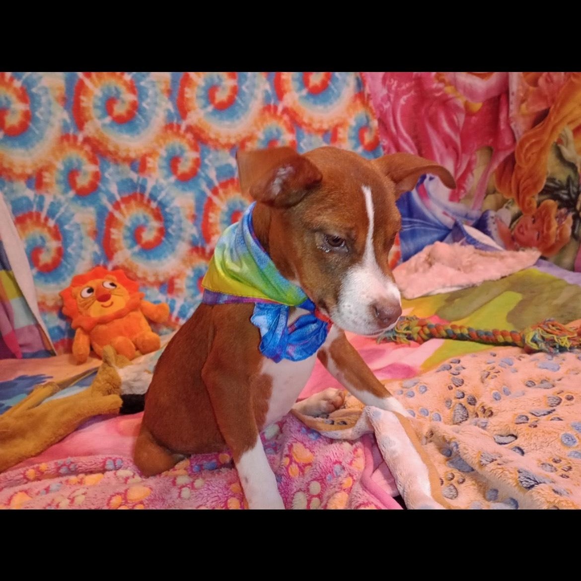 Enlarge bunny, a Adoptable mixed breed in Texarkana, TX image 2/3