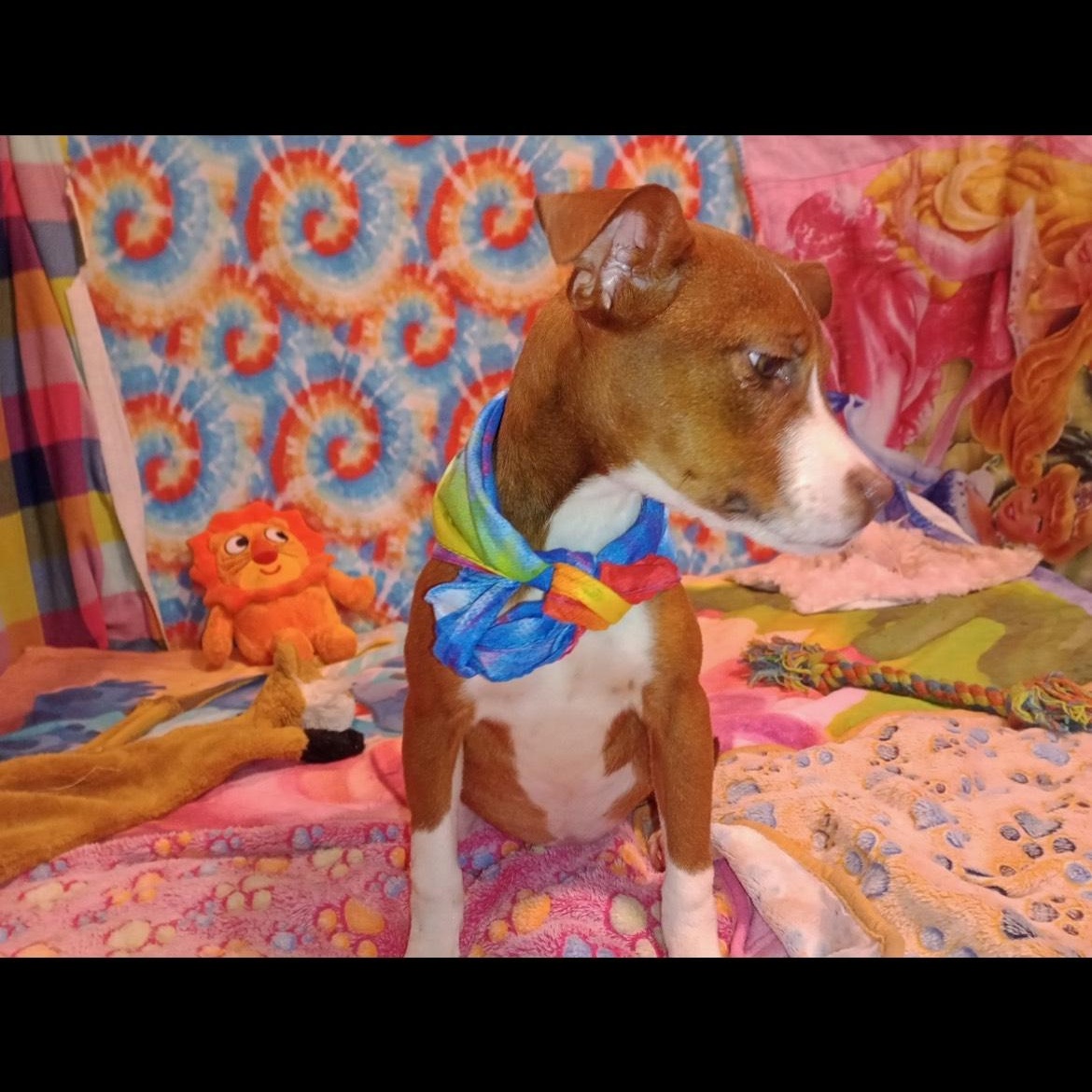 Enlarge bunny, a Adoptable mixed breed in Texarkana, TX image 3/3