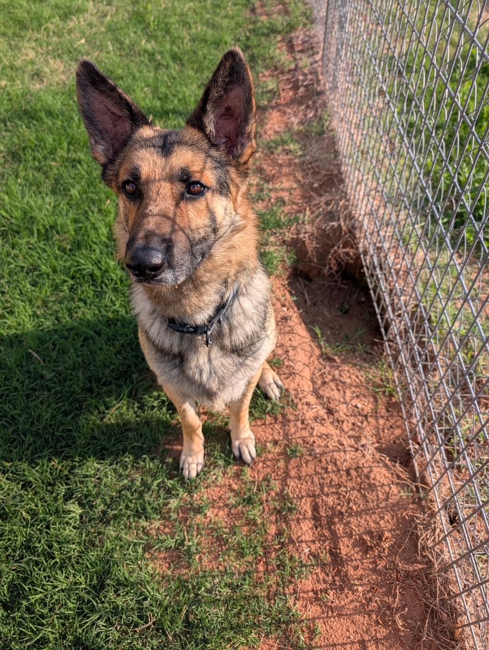 Enlarge Roger, a Adoptable German Shepherd Dog in Austin, TX image 3/6