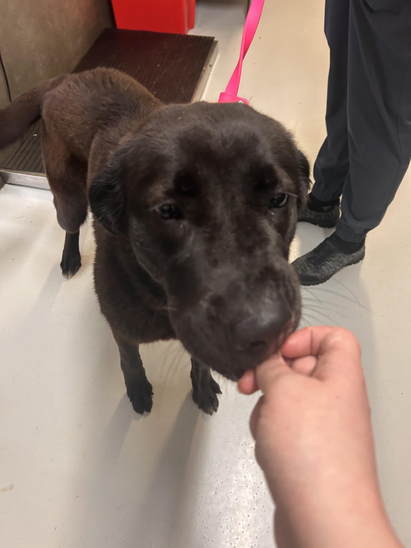 Enlarge Zuma, an adopted mixed breed in Germanton, NC image 2/4