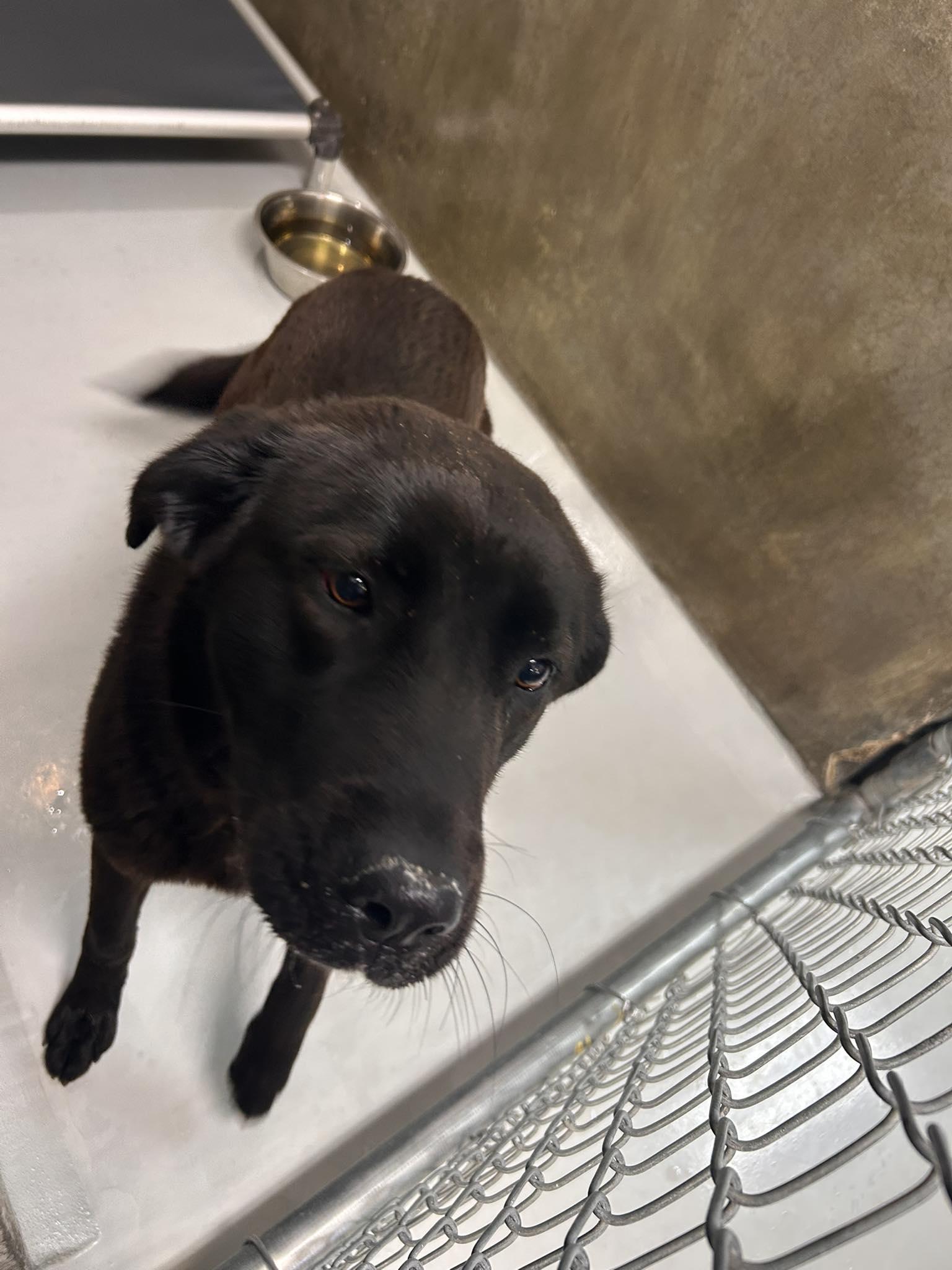 Enlarge Zuma, an adopted mixed breed in Germanton, NC image 4/4