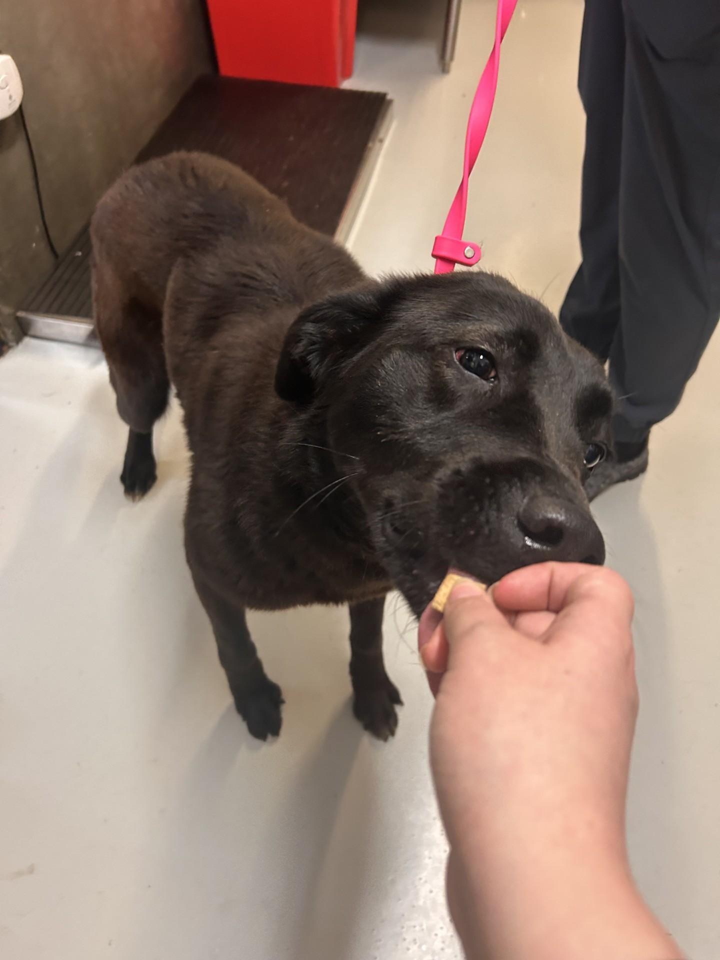 Enlarge Zuma, an adopted mixed breed in Germanton, NC image 1/4