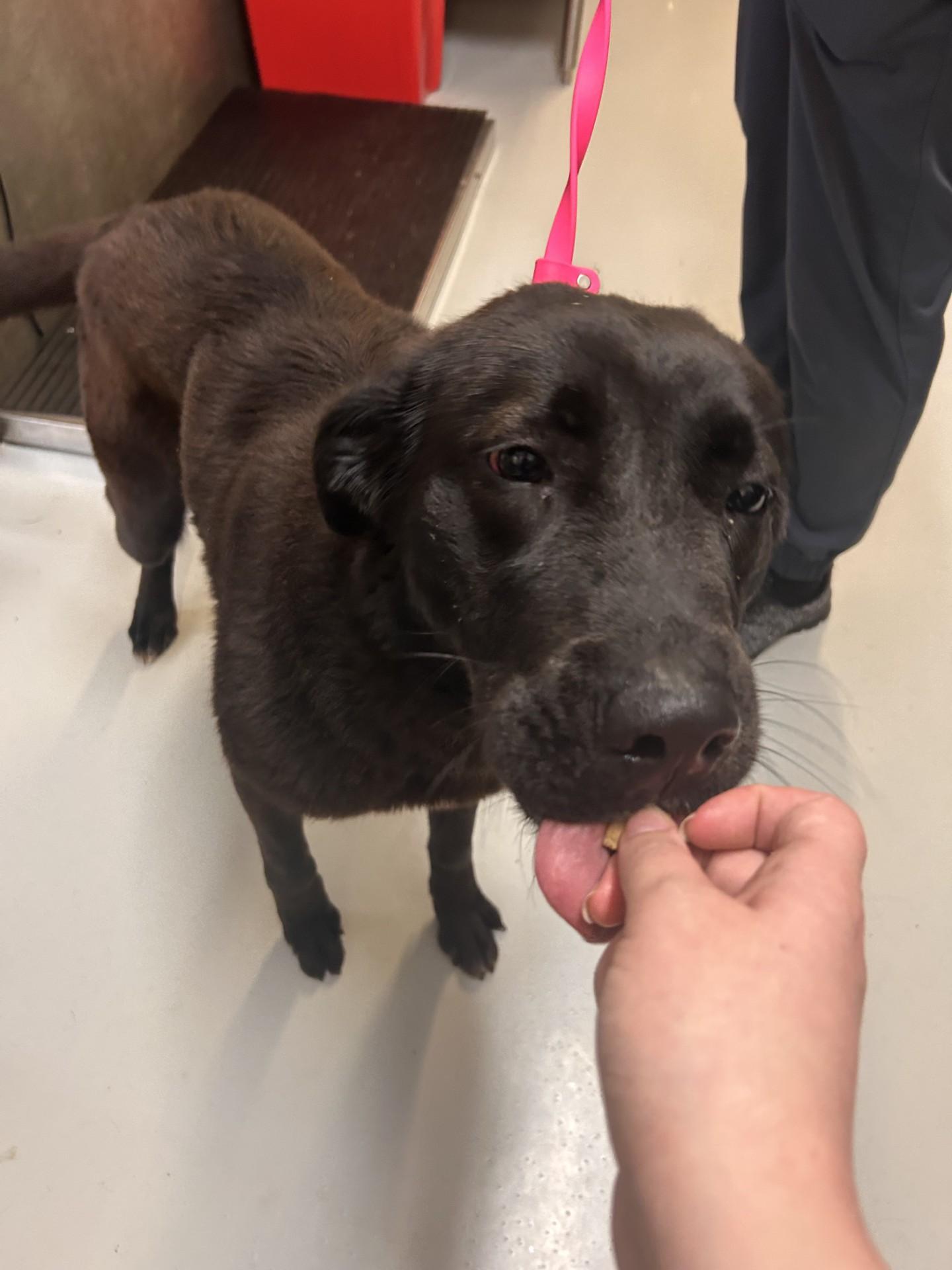 Enlarge Zuma, an adopted mixed breed in Germanton, NC image 3/4