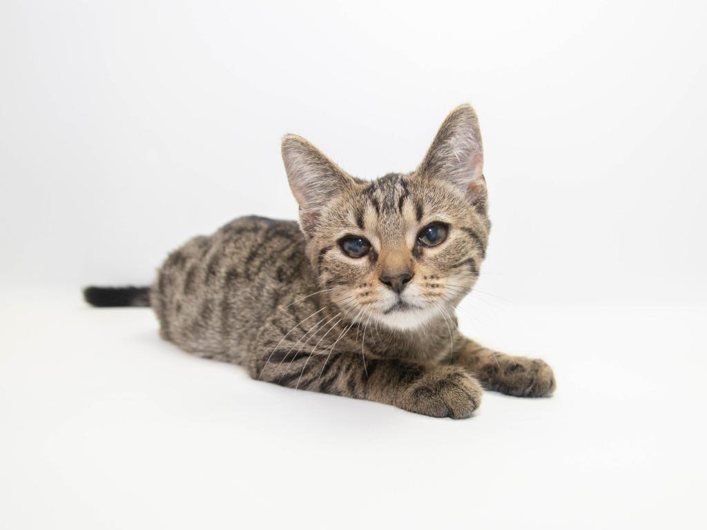 Enlarge Emmett, a Adoptable American Curl in Lansing, KS image 1/2