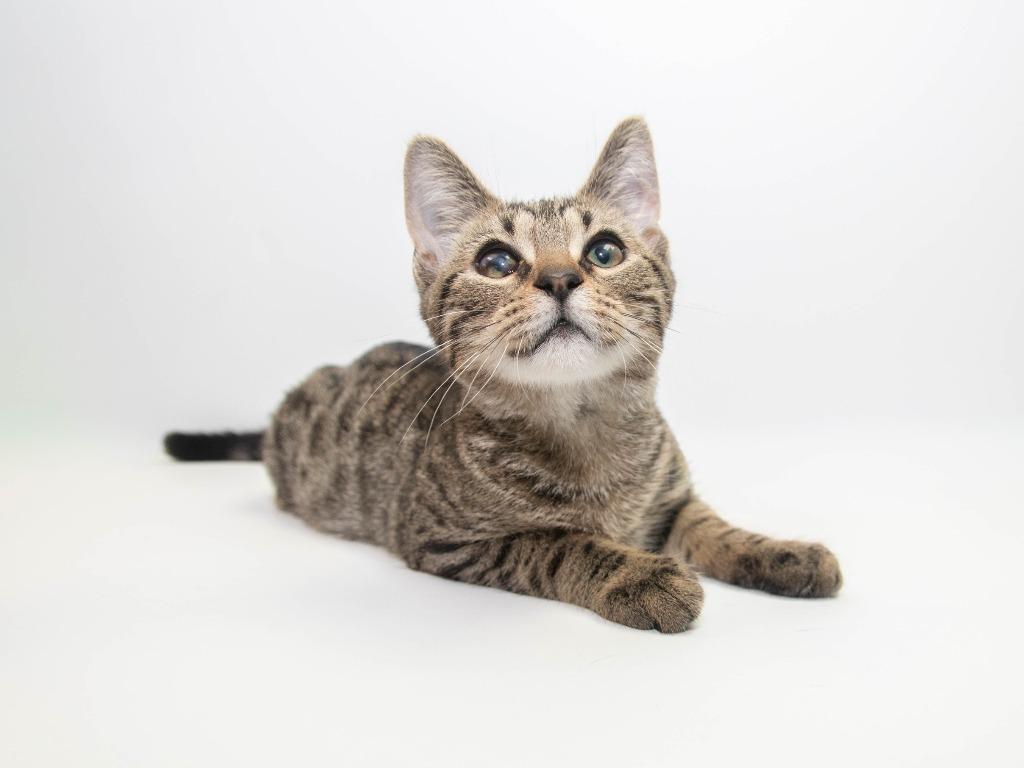 Enlarge Emmett, a Adoptable American Curl in Lansing, KS image 2/2