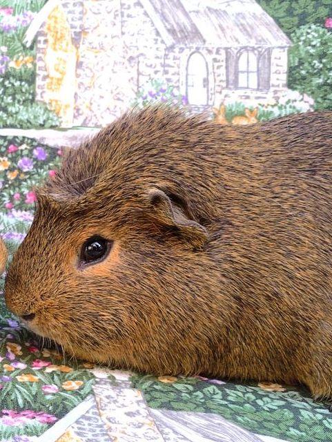 Enlarge Zion, a ADOPTABLE Short-Haired in Goleta, CA image 1/1