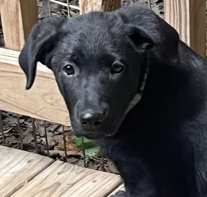 Dottie West, ADOPTABLE, Young Female Mixed Breed.