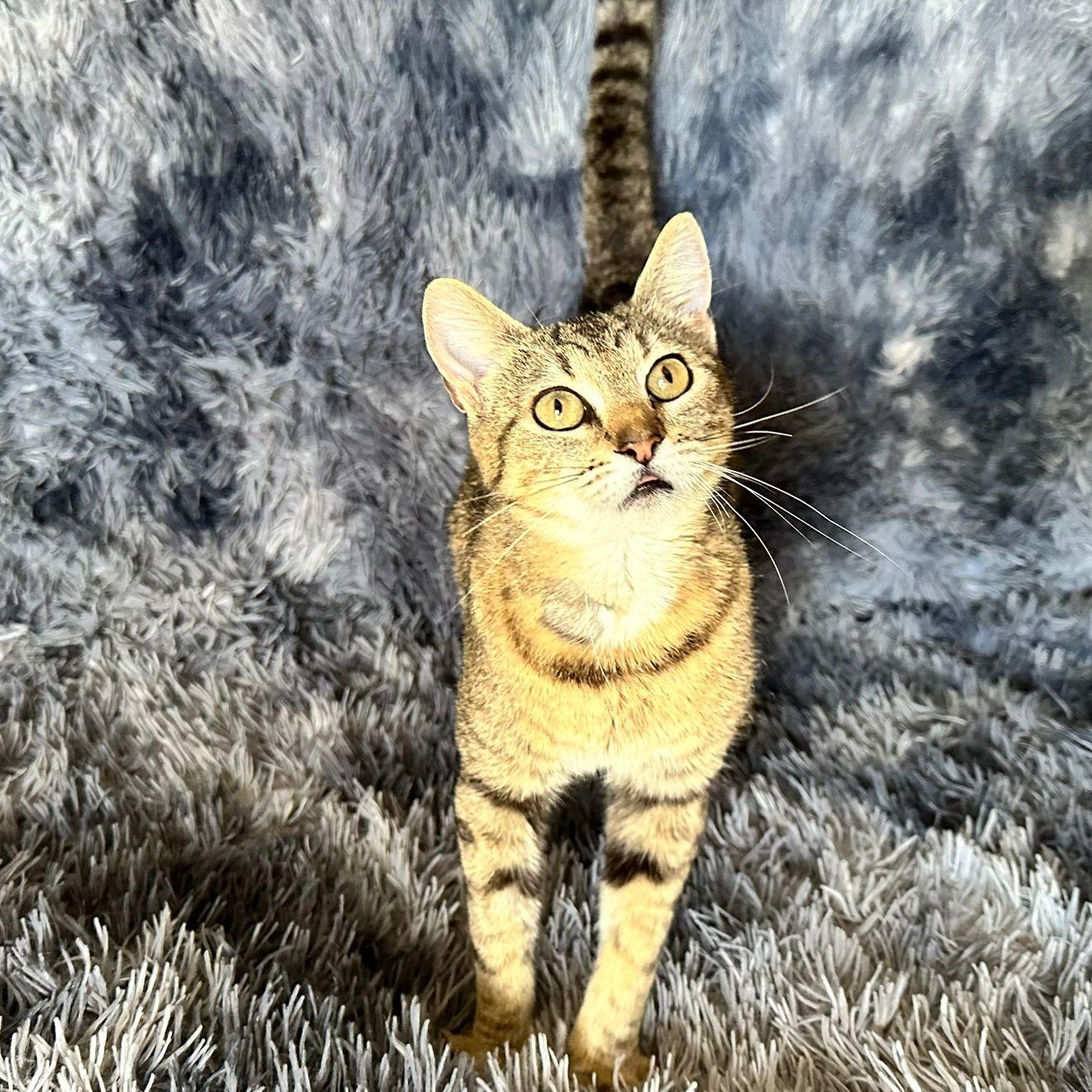 Enlarge Nina, a Adoptable Tabby in San Diego, CA image 4/6