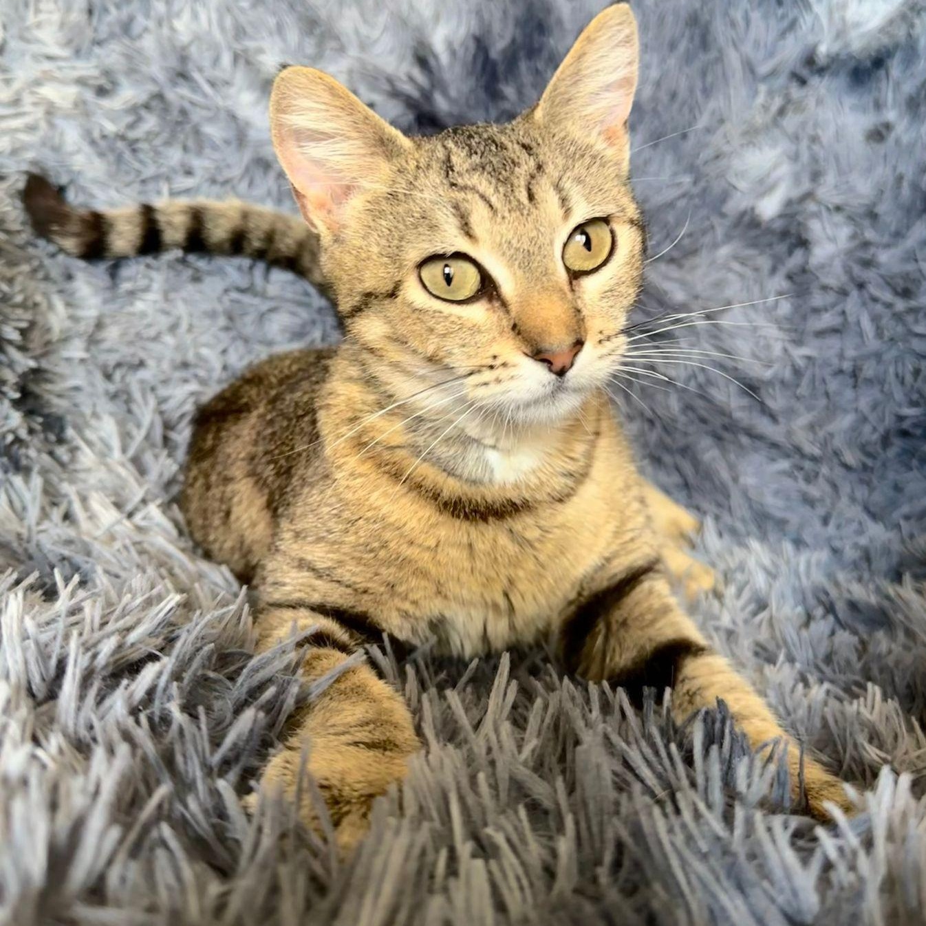 Enlarge Nina, a Adoptable Tabby in San Diego, CA image 3/6