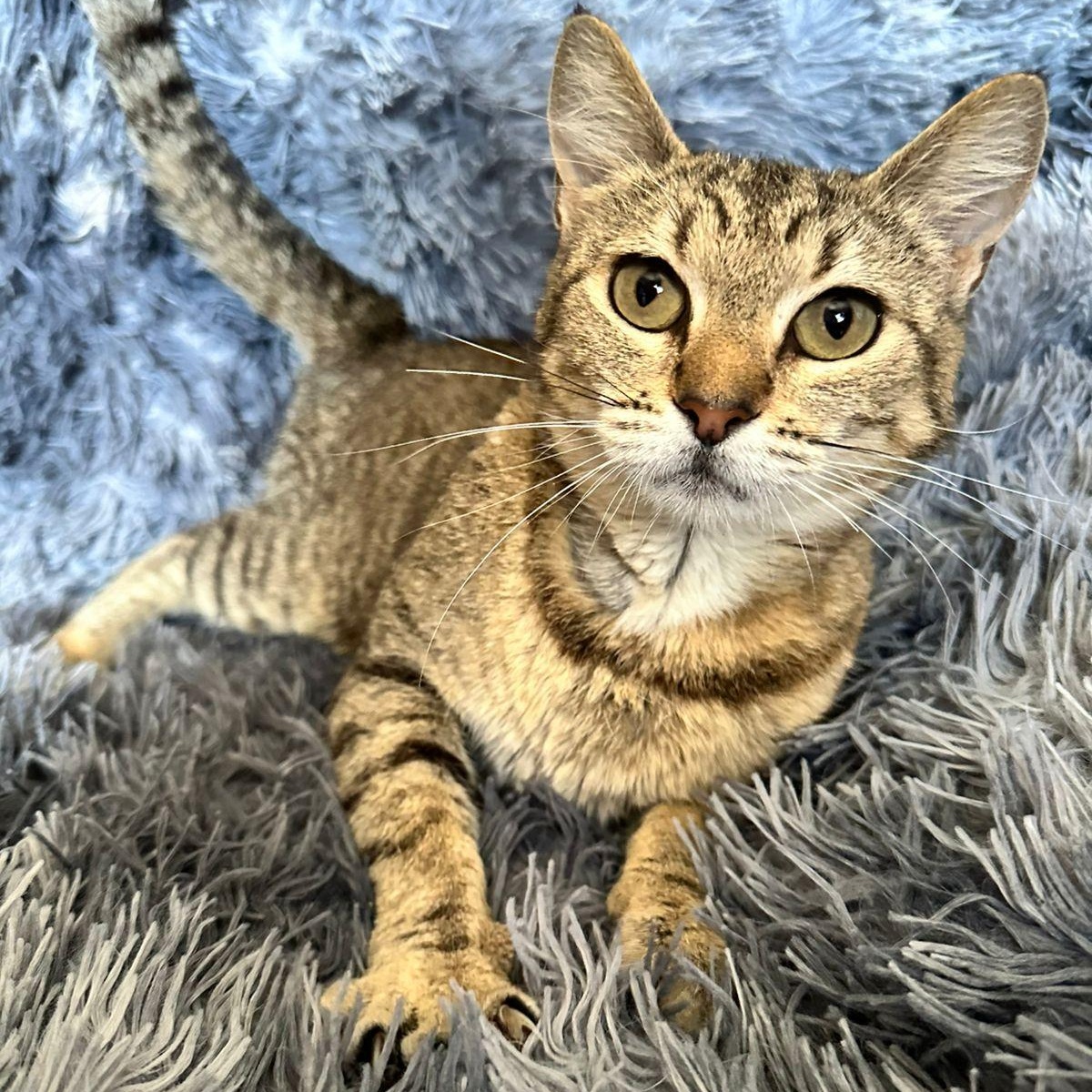 Enlarge Nina, a Adoptable Tabby in San Diego, CA image 1/6