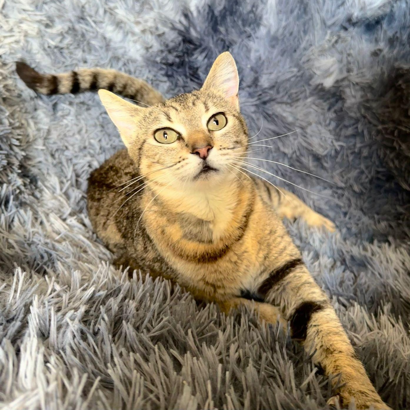 Enlarge Nina, a Adoptable Tabby in San Diego, CA image 6/6