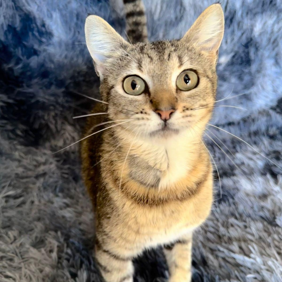 Enlarge Nina, a Adoptable Tabby in San Diego, CA image 2/6