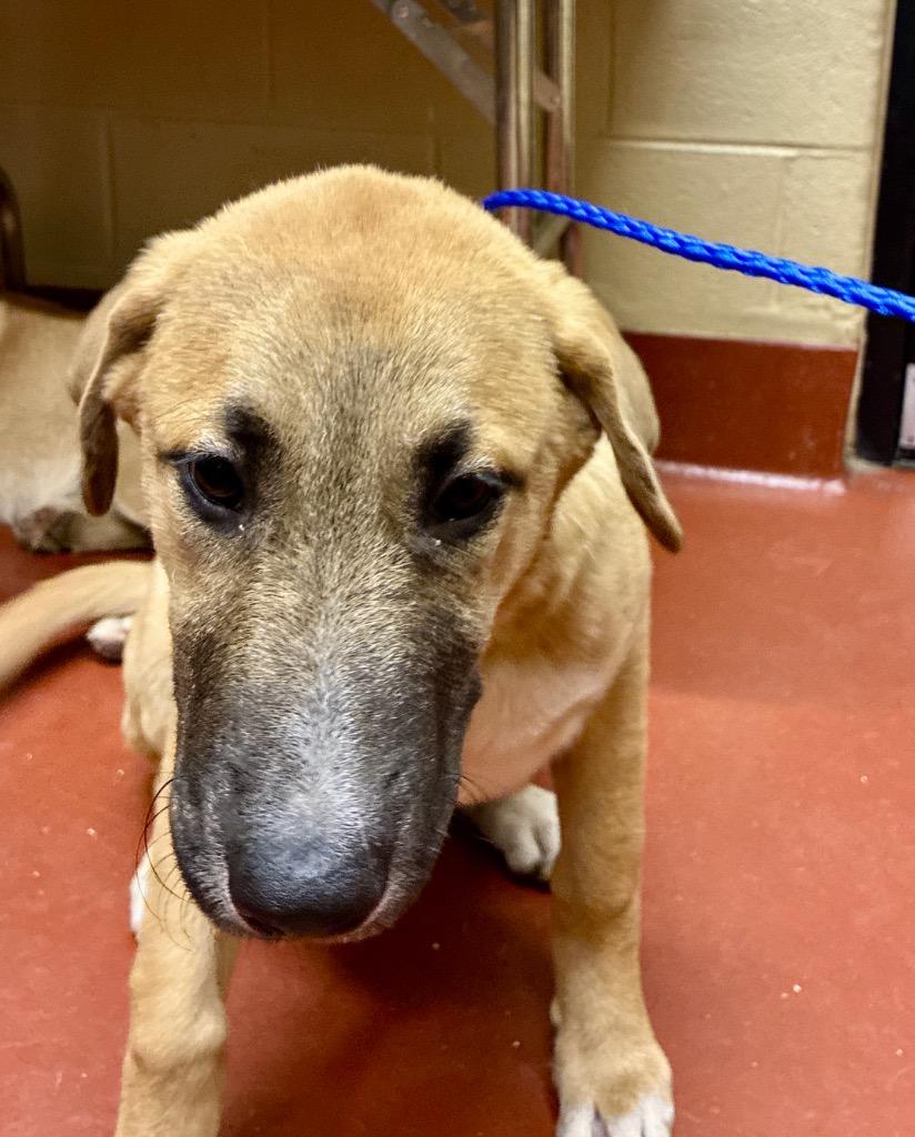 Hammy, Adoptable, Puppy Male Shepherd.