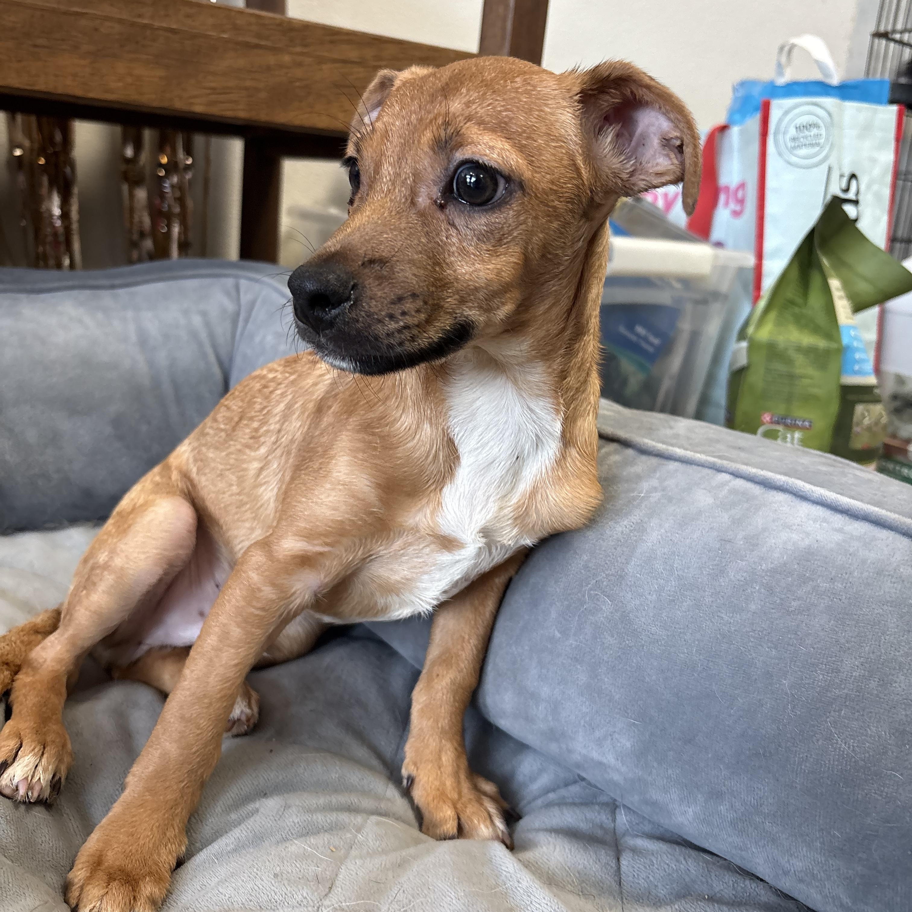 Wally Cleaver, Adoptable, Puppy Male Chiweenie.