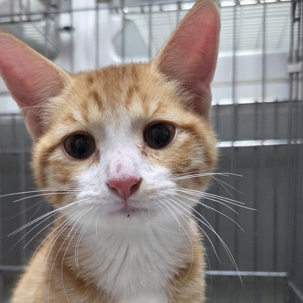 Sunny, a Adoptable Domestic Short Hair in Branson, MO image 1/6