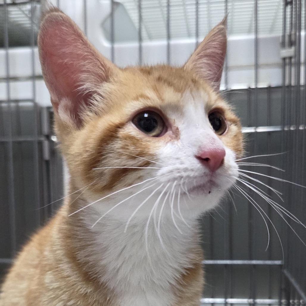 Sunny, a Adoptable Domestic Short Hair in Branson, MO image 2/6