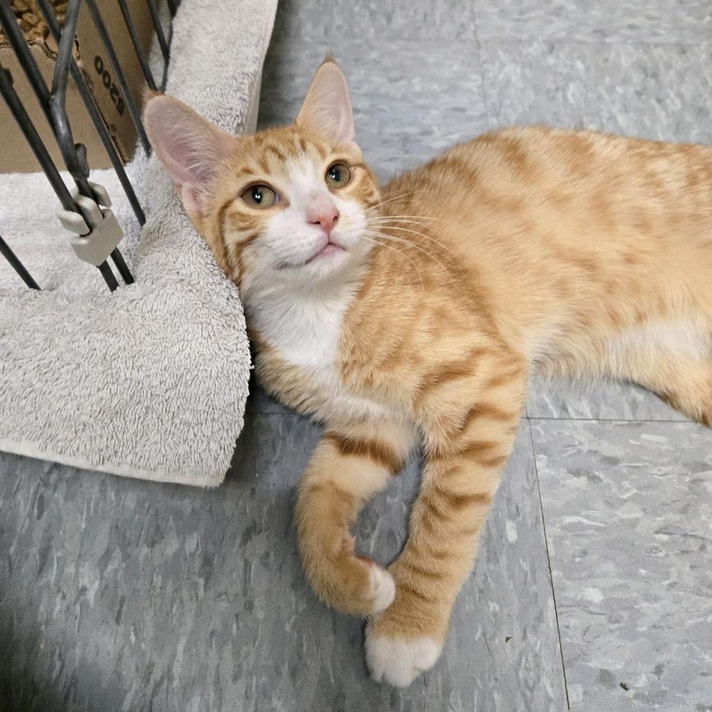 Sunny, a Adoptable Domestic Short Hair in Branson, MO image 3/6