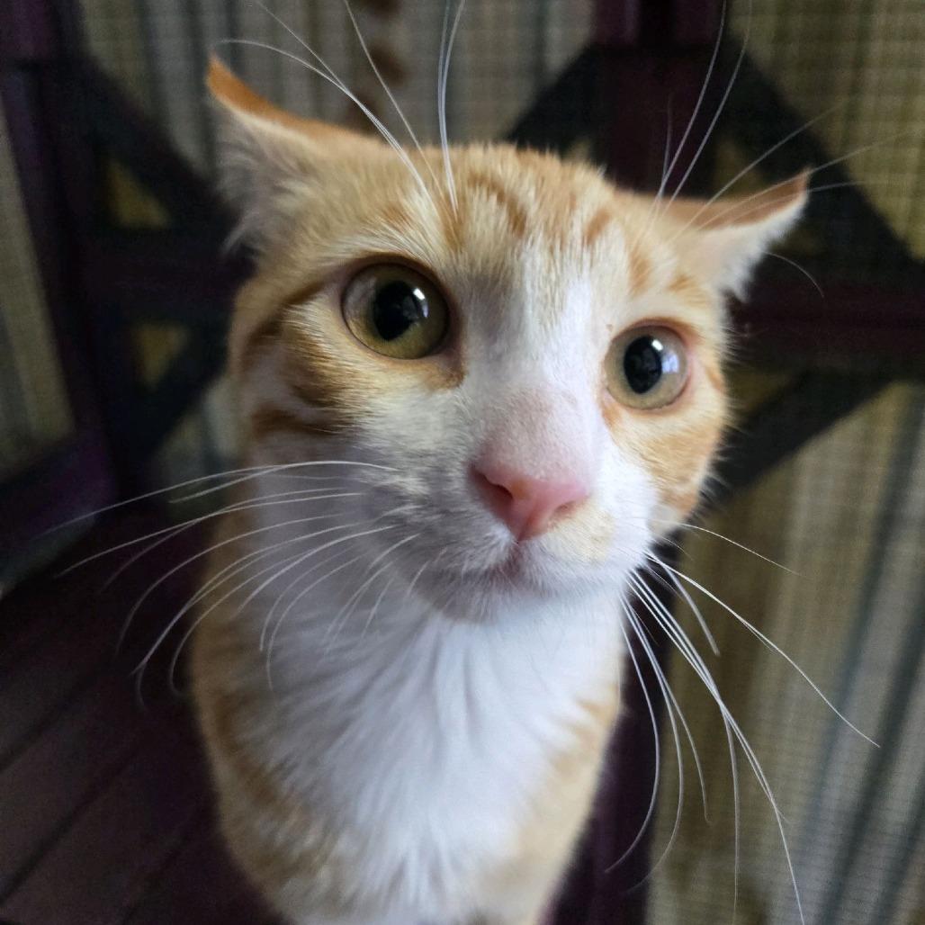 Sunny, a Adoptable Domestic Short Hair in Branson, MO image 4/6