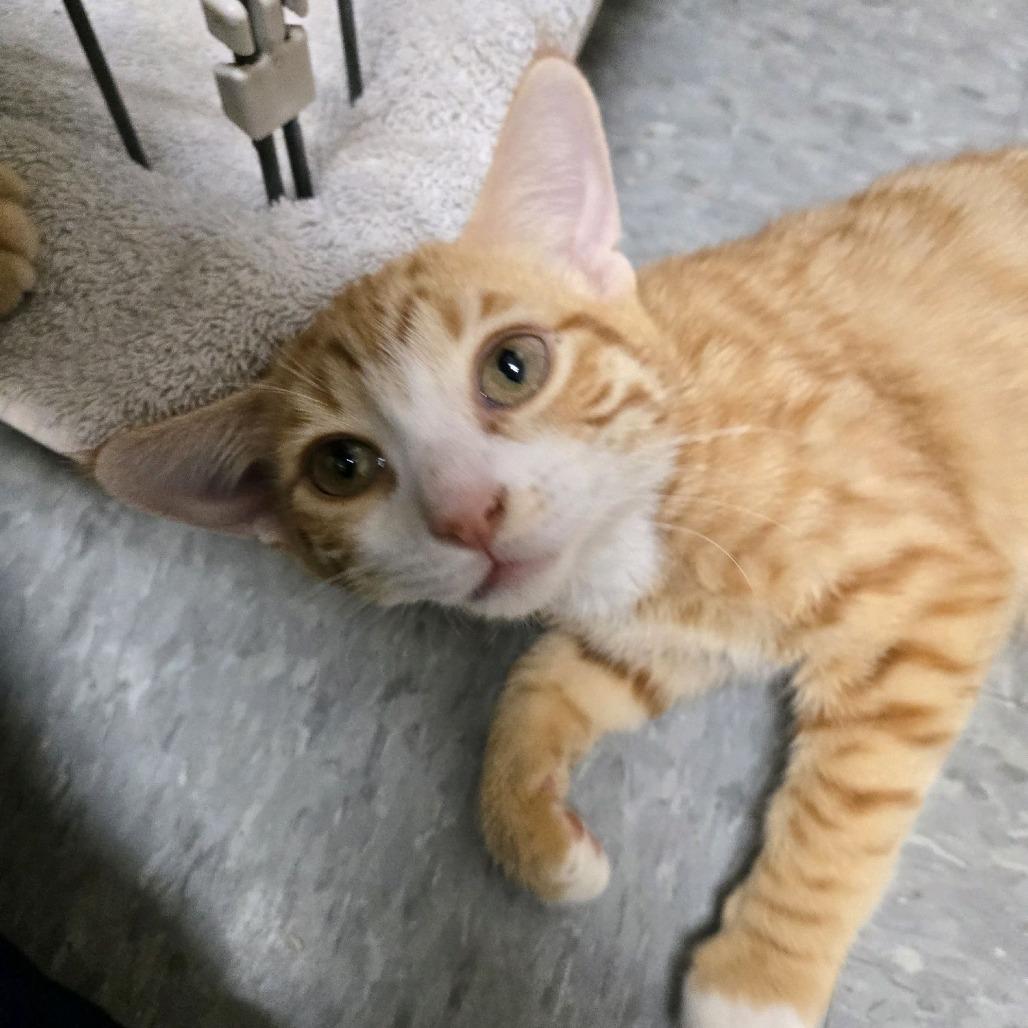 Sunny, a Adoptable Domestic Short Hair in Branson, MO image 5/6