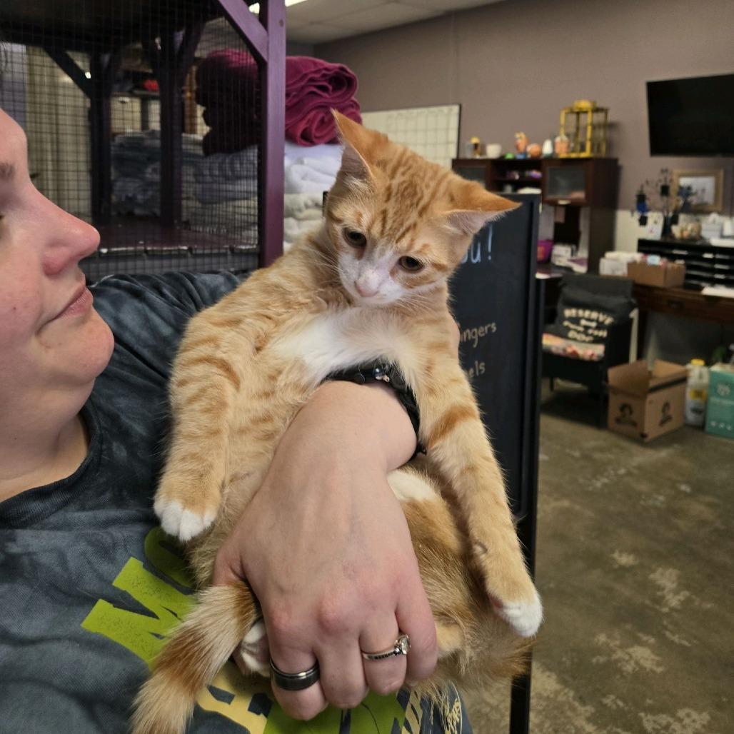 Enlarge Sunny, a Adoptable Domestic Short Hair in Branson, MO image 5/6