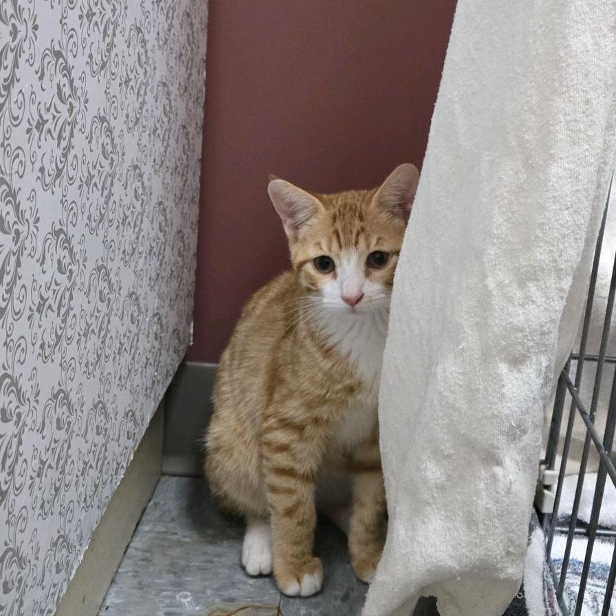 Sunny, a Adoptable Domestic Short Hair in Branson, MO image 6/6