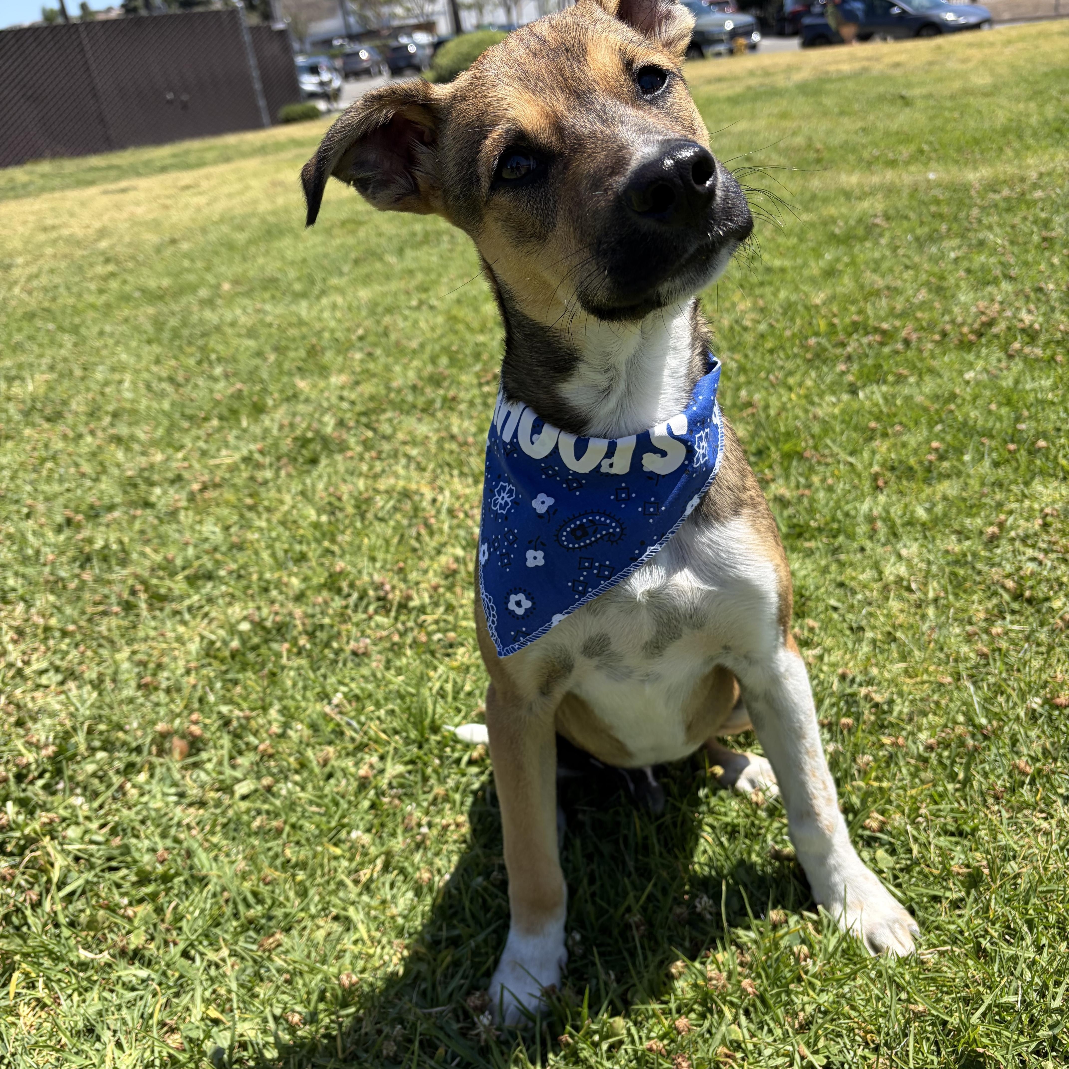 Bobby, a ADOPTABLE mixed breed in Poway, CA image 3/4