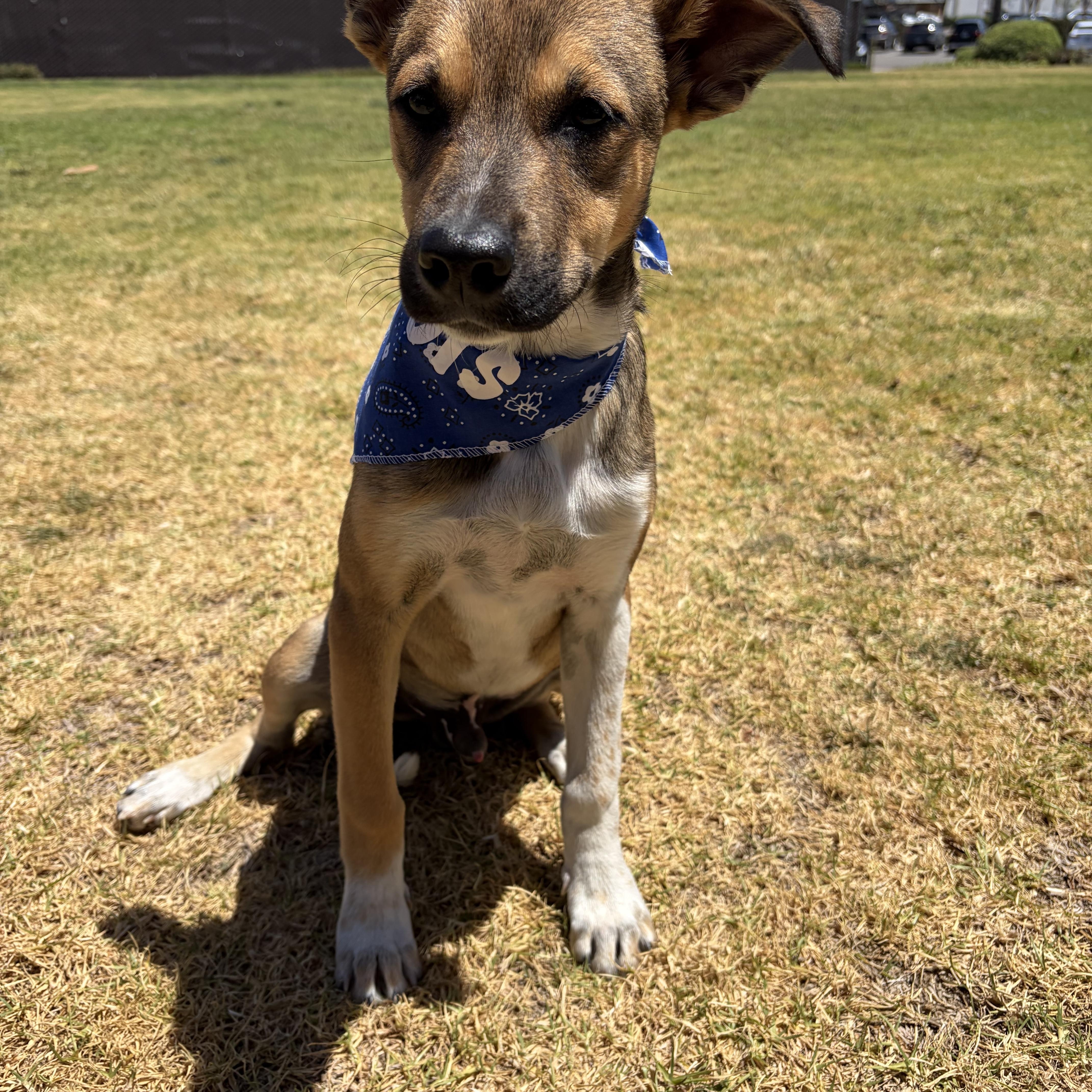 Bobby, a ADOPTABLE mixed breed in Poway, CA image 4/4