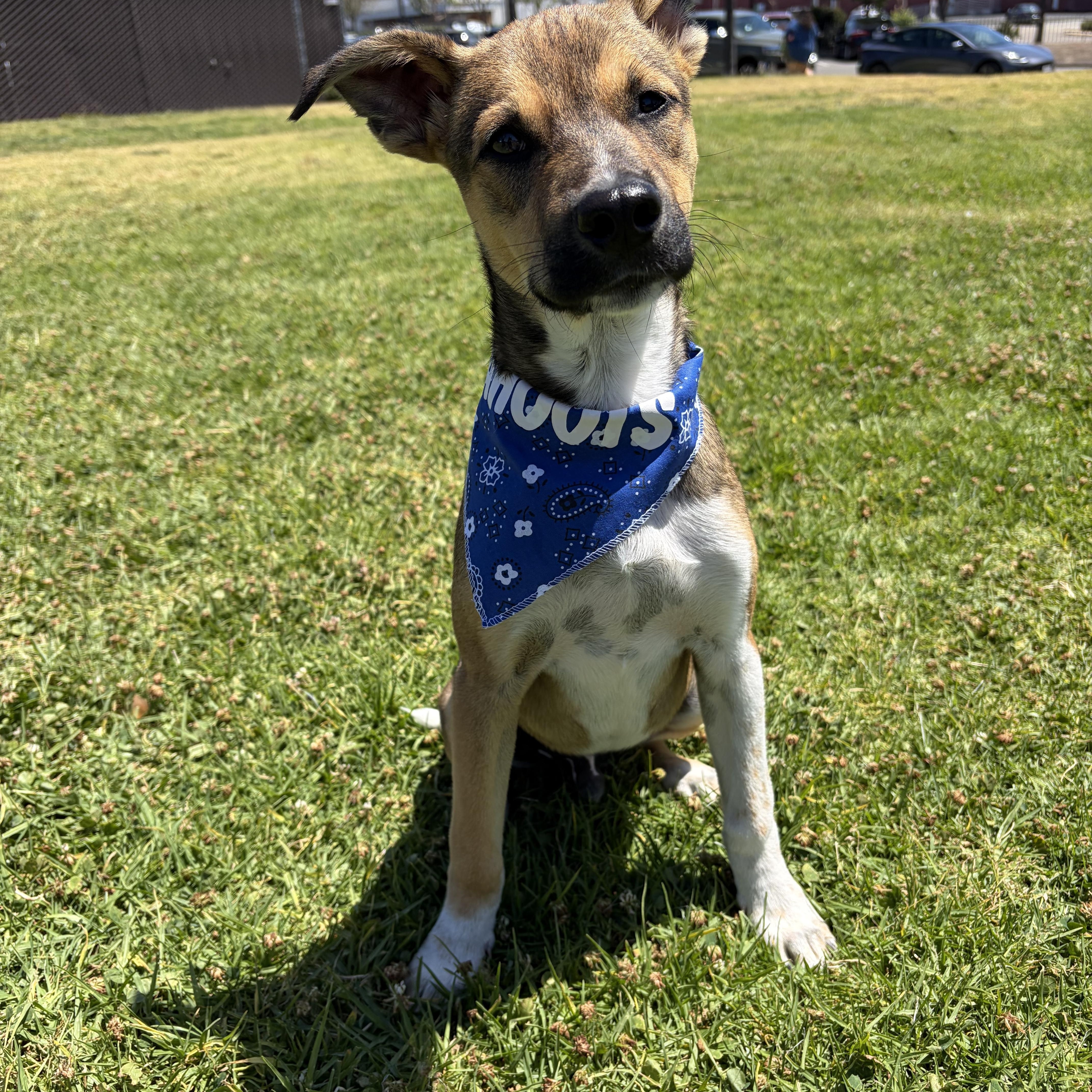 Bobby, a ADOPTABLE mixed breed in Poway, CA image 2/4