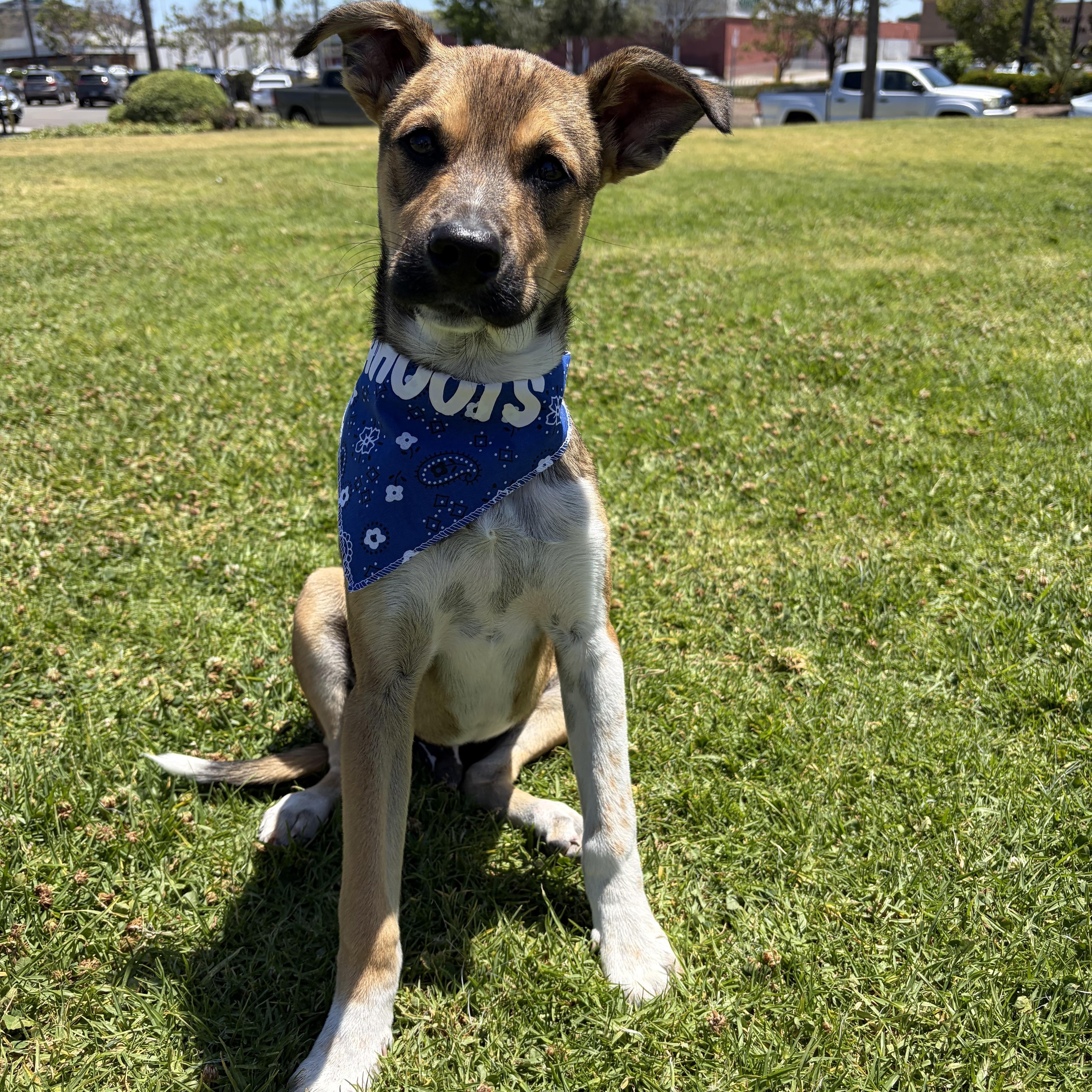 Bobby, ADOPTABLE, Puppy Male Shepherd.