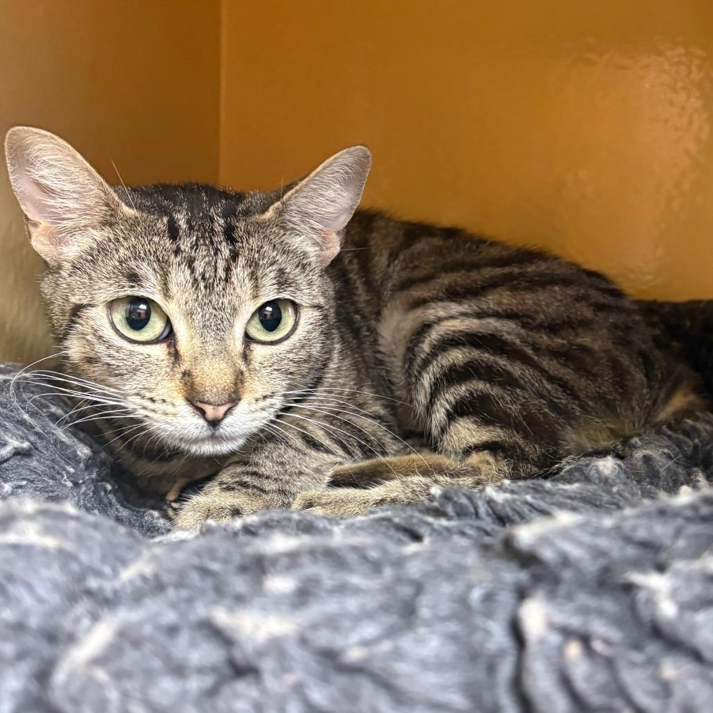 Enlarge Skylar, a Adoptable Domestic Short Hair in Spokane, WA image 1/6
