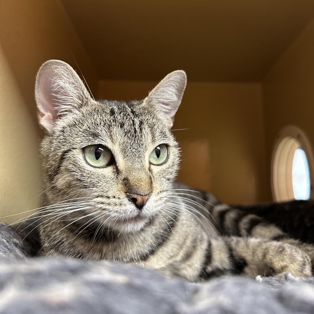 Enlarge Skylar, a Adoptable Domestic Short Hair in Spokane, WA image 2/6