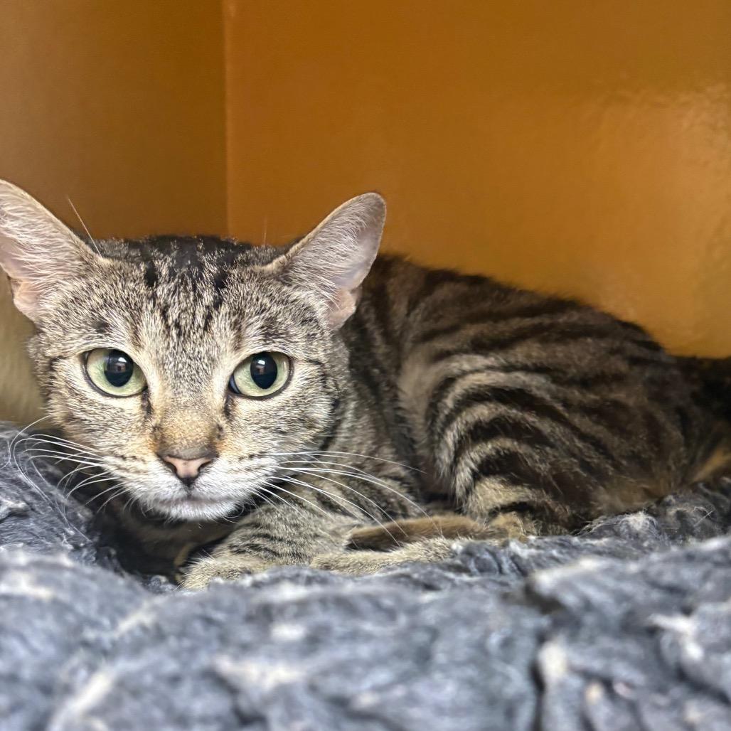 Enlarge Skylar, a Adoptable Domestic Short Hair in Spokane, WA image 3/6