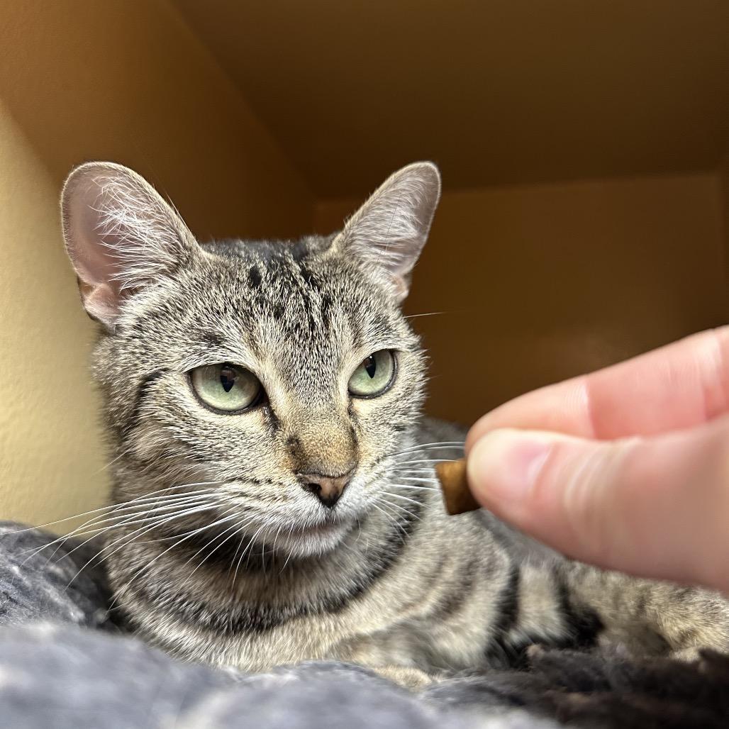 Enlarge Skylar, a Adoptable Domestic Short Hair in Spokane, WA image 4/6