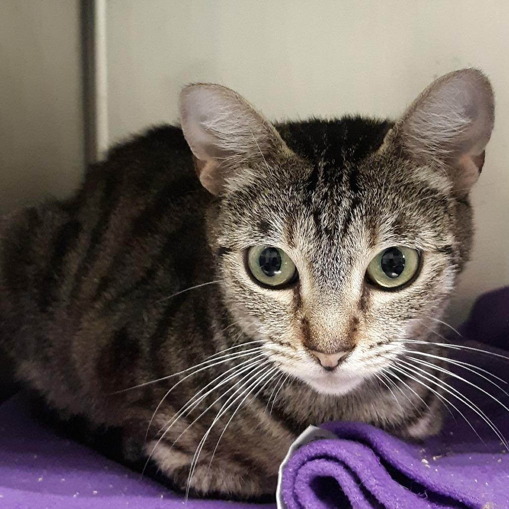Enlarge Skylar, a Adoptable Domestic Short Hair in Spokane, WA image 5/6