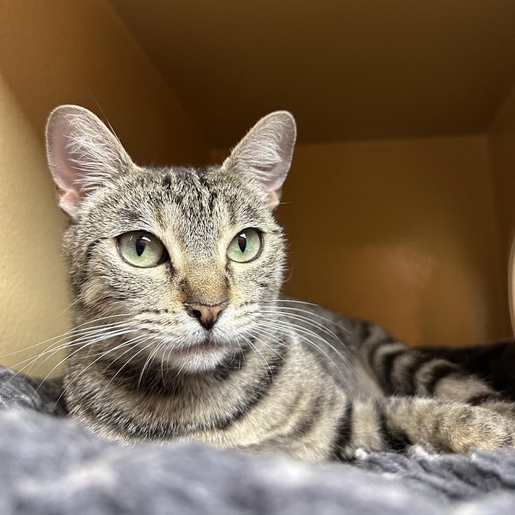 Enlarge Skylar, a Adoptable Domestic Short Hair in Spokane, WA image 6/6