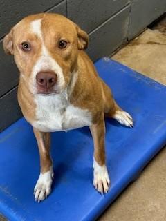 Enlarge Vera #867, a ADOPTABLE mixed breed in Prichard, AL image 1/1