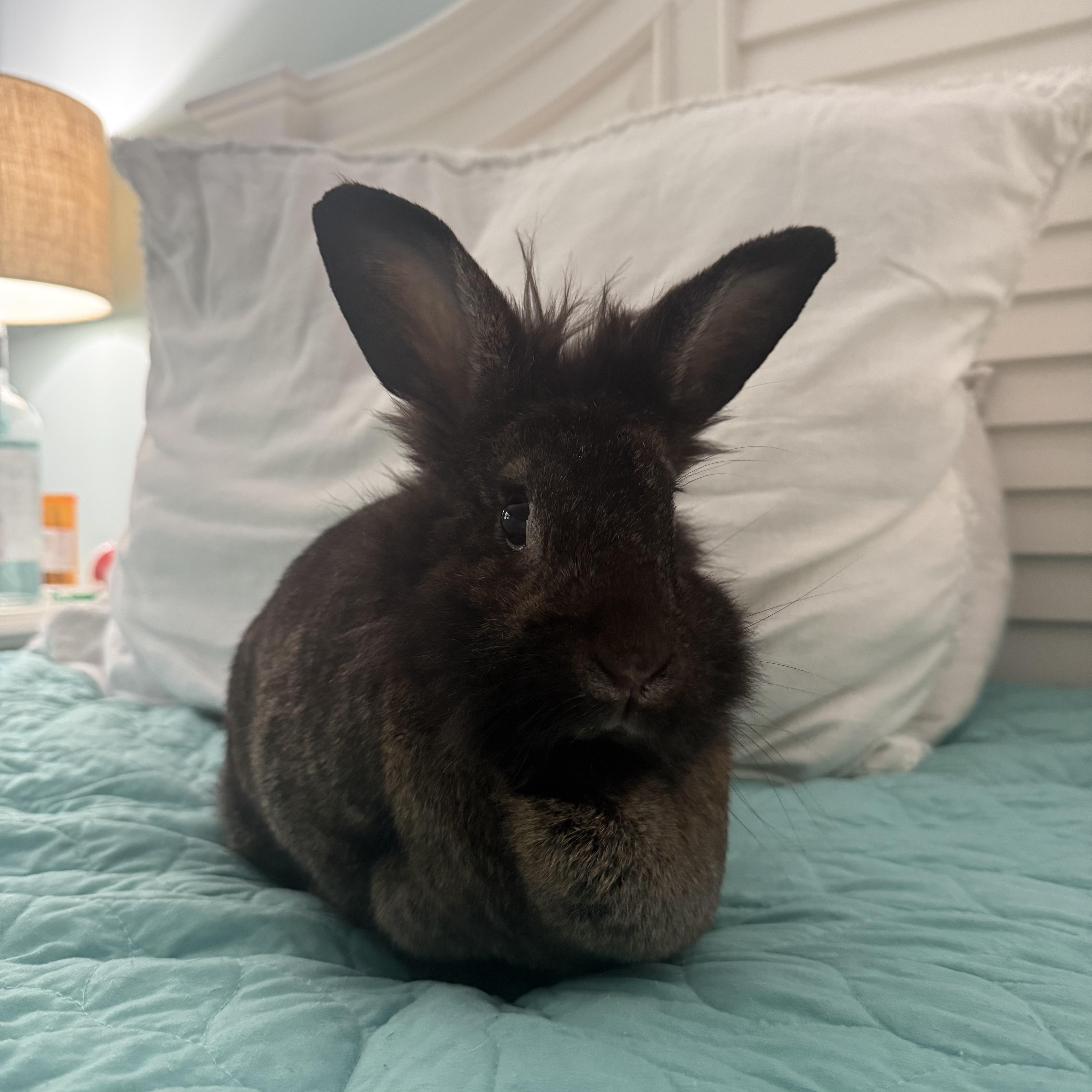 Enlarge Maya, a Adoptable Lionhead in Bishopville, SC image 1/2